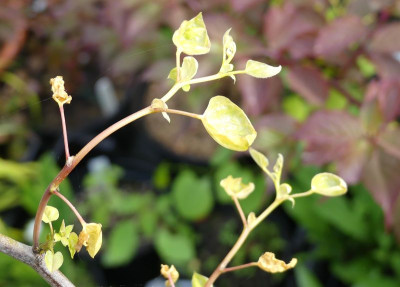 2023-05-24 Cercis 3.jpg