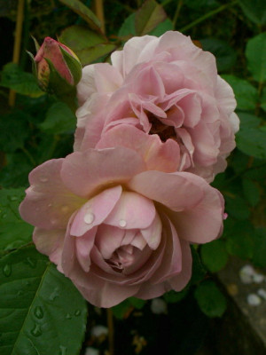 P1030852-1.JPG