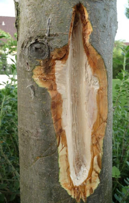 Apfelbaum-Rinde-geschnitzt.jpg