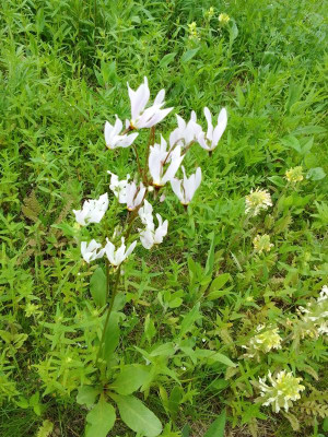 Sternschnuppenblume.jpg