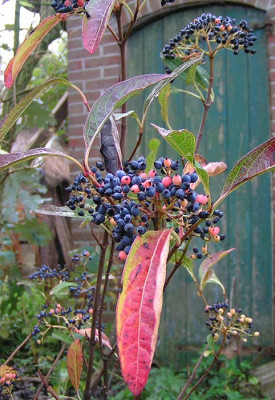 viburnum_nudum_021104.jpg
