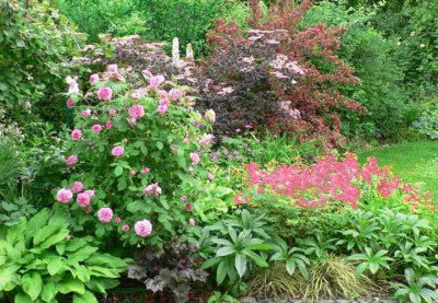 BlackBeauty2008_Rose_1.jpg