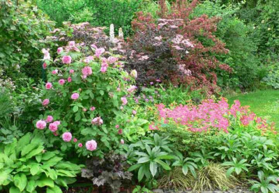 BlackBeauty2008_Rose_2.jpg