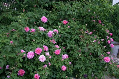 Rose_The_Countryman0408.jpg