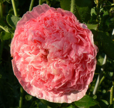 rhoeas_rosa_gefuellt_08_06_05.jpg