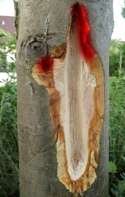 Apfelbaum-Rinde-korrektur.jpg