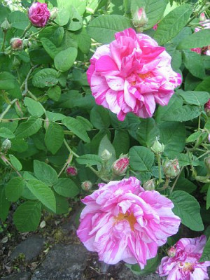 Rosa_mundi_Versicolor_00161.jpg