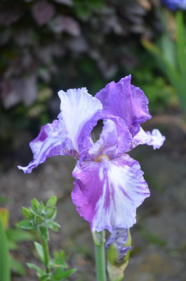 D9018.JPG