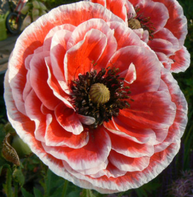 rhoeas_weisser_Rand_08_06_05.jpg
