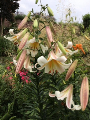 IMG_0523.jpeg