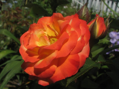 rose56j.JPG
