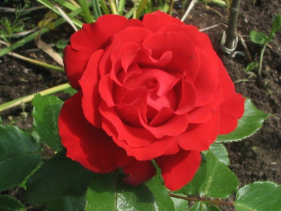 rose56i.JPG