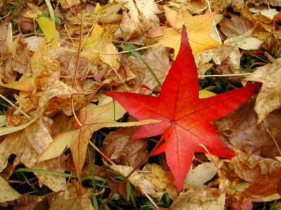 Liquidambar.jpg