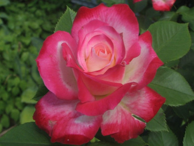 rose56h.JPG