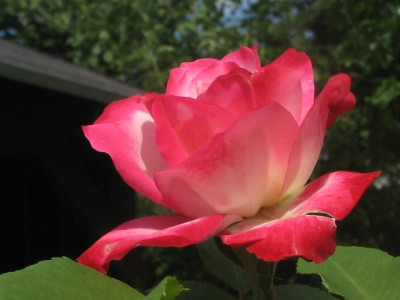 rose56f.JPG