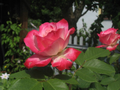 rose56e.JPG