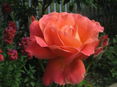 rose56g.JPG