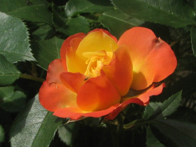 rose56d.JPG