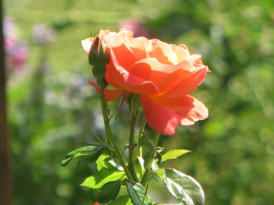 rose56b.JPG