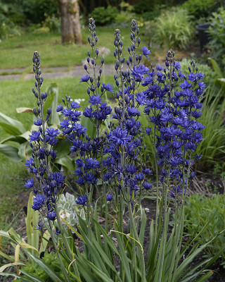 DSC_7602_DxO.jpg