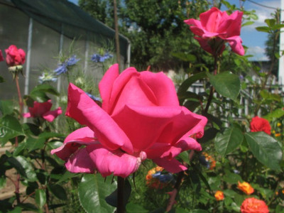 rose56c.JPG