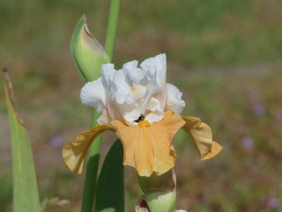 2023-05-25 Iris 'Apricot Frosty' 2.jpg