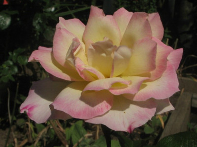 rose56a.JPG