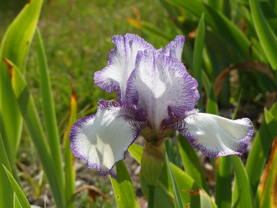 2023-05-25 Iris 'Kiss' 1.jpg