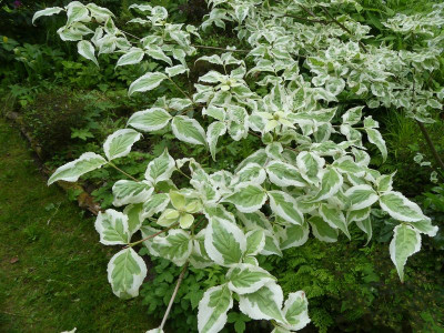 2023-05-25 Cornus kousa 'Snowboy' 2.jpg