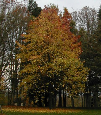 Liquidambar1.jpg