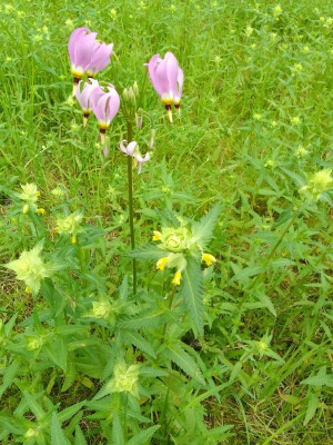 Dodecatheon.jpg