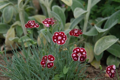 a_dianthus_rotweissrand.jpg
