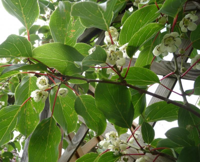 Minikiwi-Blüte.jpg