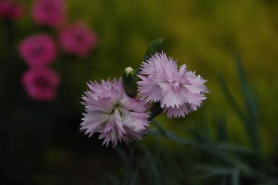 a_dianthus_rosafransen.jpg