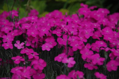 a_dianthus_rosa.jpg