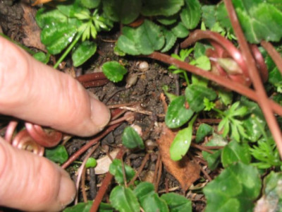 Cyclamen01.jpg