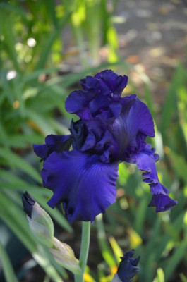 D9062.JPG