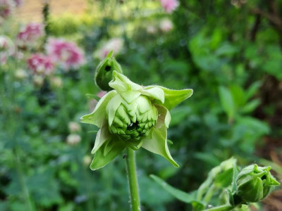 Aquilegia Barlow-Typ grün-weiß.jpg
