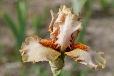 Tobacco Chew # BH.jpg