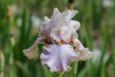 Lady Jane # BH.jpg
