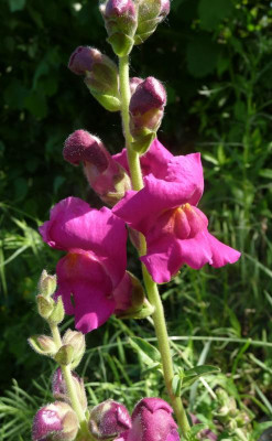 Wilde-Orchidee.jpg