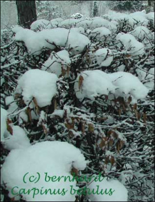 carpinus_betulus.jpg