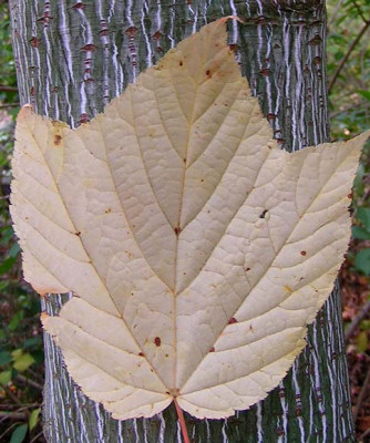 Acer_capi.JPG