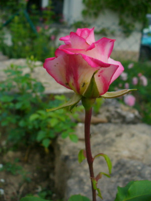 P1030840.JPG