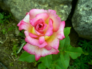 P1030870.JPG
