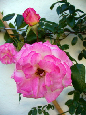 P1030784.JPG