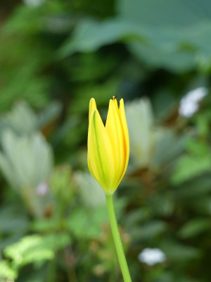 2023-05-25 Tulipa sprengeri 'Gottlob' 1.jpg