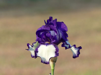 2023-05-26 Iris 'Stepping out' 1.jpg