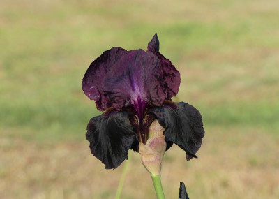 2023-05-26 Iris 'Sable Night' 1.jpg