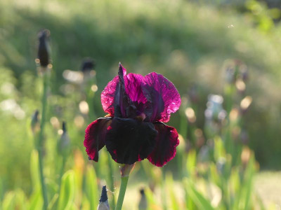 2023-05-26 Iris 'Sable Night' 2.jpg
